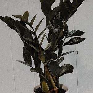 Meet your Posher, Marilyn